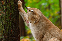 Luchs kratzt an Baum, Lynx, Bad Schandau, Nationalpark Sächsische Schweiz, Sächsische Schweiz, Elbsandstein, Sachsen, Deutschland