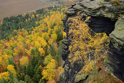 Tiefblick vom Lilienstein auf herbstlich verfärbten Wald, Lilienstein, Nationalpark Sächsische Schweiz, Sächsische Schweiz, Elbsandstein, Sachsen, Deutschland