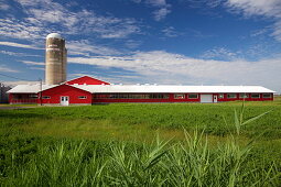 Rote Farm in einem Getreidefeld, Quebec, Kanada