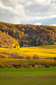 Weinberge im südlichen Steigerwald, Weinparadiesscheune, Weinparadies, Bullenheim, Reusch, Mittelfranken, Franken, Bayern, Deutschland, Europa