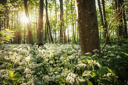 flowering wild garlic in the floodplain forests on the Danube near Oberelchingen, Neu-Ulm district, Bavaria, Germany