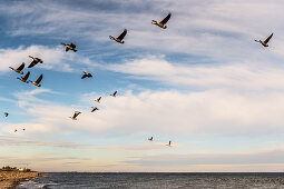 Wildgänse im Flug an der Ostsee, Süssau, Ostholstein, Schleswig-Holstein, Deutschland