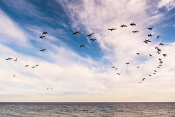 Wild geese in foramtionsflug at the Baltic Sea, Süssau, Ostholstein, Schleswig-Holstein, Germany