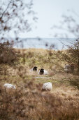 Sheep in the dunes on the Baltic Sea, Klostersee, Ostholstein, Schleswig-Holstein, Germany