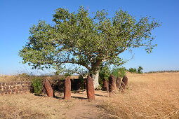 Gambia; Central River Region; Steinkreise bei Wassu; bestehend aus etwa 200 Megalithen