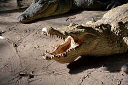 Gambia; Hauptstadtregion Banjul; Kachikally Krokodil Pool in Bakau; Krokodilweibchen mit offenem Mund