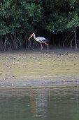 Gambia; Western Region; am Bintang Bolong; Storch schreitet am Ufer entlang;