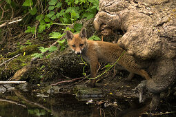 Portrait red fox puppy on the riverside