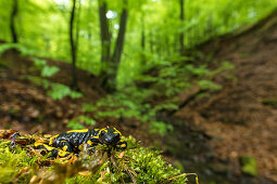 Portrait fire salamander in its habitat, Germany, Thuringia