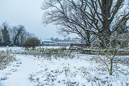 Coburg rose garden in winter, Coburg, Upper Franconia, Bavaria, Germany