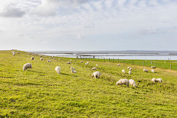 Sheep (Ovis) on the dike, North Sea, Bensersiel, East Frisia, Lower Saxony, Germany