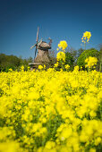 Blossoming rapeseed field and Stumpenser Mühle, selective focus, Horumersiel, Wangerland, Friesland, Lower Saxony, Germany, Europe