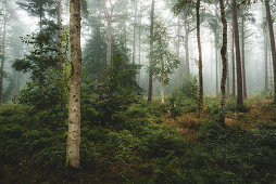 Herbstwald mit Birken im Nebel, Wiesede, Friedeburg, Wittmund, Ostfriesland, Niedersachsen, Deutschland, Europa