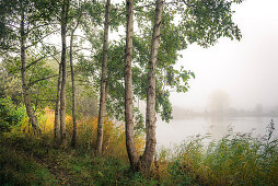 Erlen im Nebel am Ollacker See, Wilhelmshaven, Niedersachsen, Deutschland, Europa