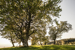 Beeches at Schauinsland, sunset, Black Forest, Baden-Wuerttemberg, Germany