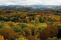 View from Eichbergturm to mixed autumn forest, near Emmendingen, Black Forest, Baden-Wuerttemberg, Germany