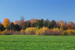 Herbstliche Landschaft, Quebec, Kanada