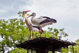 Storks (Ciconiidae), Mühlenpark, Wyk, Föhr, Scheswig-Holstein, Germany