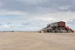 Herring gull, stilt house, north beach, St. Peter-Ording, Schleswig-Holstein, Germany