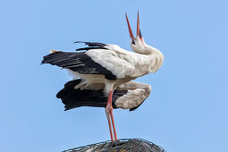 Weißstorch (Ciconia ciconia), Scheswig-Holstein, Deutschland