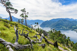 Pine and dead trees on the Traunstein and view of the Traunsee in the Salzkammergut, Upper Austria, Austria