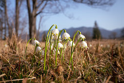 First signs of spring in the Murnauer Moos, Murnau, Bavaria, Germany, Europe
