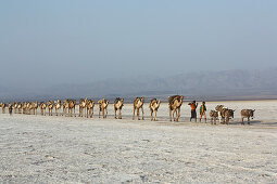 Ethiopia; Afar region; Danakil Desert; Camel caravan on the way to the salt pans on Lake Karum