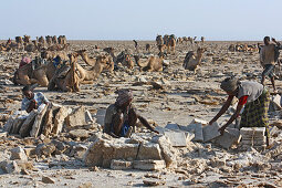 Äthiopien; Region Afar; Danakil Wüste; Danakil Senke; Arbeiter auf den Salzpfannen; lösen und bearbeiten der Salzplatten in mühevoller Handarbeit