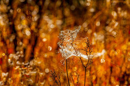 Spnnennetz with herbal mood Reit im Wink, Winklmoos,, Chiemgau, Bavaria, Germany