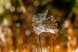 Play of light through a spider web in autumn, Reit im Winkl, Chiemgau, Bavaria, Germany