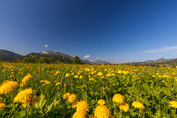 Löwenzahnwiese in Reit im Winkl im Frühling mit Kaisergebirge, Chiemgau, Bayern, Deutschland