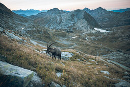Ibex in the swiss mountains, switzerland, mountains, wild, ibex,