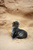 Angola; südlicher Teil der Provinz Namibe; Iona Nationalpark; Baia dos Tigres; kleiner Seehund am Strand