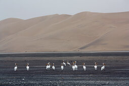 Angola; südlicher Teil der Provinz Namibe; Iona Nationalpark; Pelikane in der Baia dos Tigres;