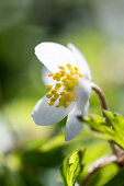 Wood anemone in the wood, Georgshof, Ostholstein, Schleswig-Holstein, Germany