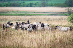 Koniks (Wildpferde) in der Geltinger Birk, Ostsee, Naturschutzgebiet, Geltinger Birk, Schleswig-Holstein, Deutschland