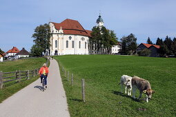 Radffahrerin und Kuhwiese vor der Wieskirche, Steingaden, Pfaffenwinkel, Oberbayern, Bayern, Deutschland