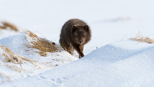 Arctic fox, Alopex lagopus, Hornstrandir Nature Reserve, Hornvik Bay, Iceland, Europe