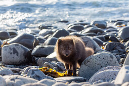 Polarfuchs am Strand, Alopex lagopus, Hornstrandir Naturreservat, Island, Europa