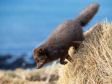 Polarfuchs, Alopex lagopus, Hornstrandir Naturreservat, Hornvik Bucht, Island, Europa