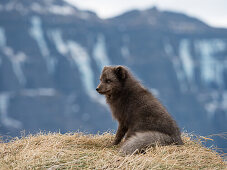 Polarfuchs, Alopex lagopus, Hornstrandir Naturreservat, Hornvik Bucht, Island, Europa