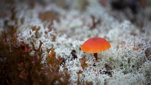 Mushroom on moss in the nature of Rotsidan in the east of Sweden
