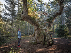 Frau blickt auf uralten Eichenbaum im Wald Trollskogen auf der Insel Öland im Osten von Schweden 