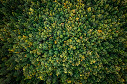 Wald am Siljansee von oben in Dalarna, Schweden\n