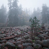 Steinfeld in the Skuleskogen National Park in the east of Sweden