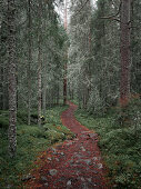 Hiking trail through forest in Skuleskogen National Park in the east of Sweden