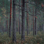Wald im Tiveden Nationalpark in Schweden\n