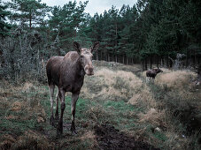 Zwei Elchkühe stehen im Wald in Schweden\n