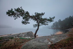 Windgeformter Baum auf Felsen am Seeufer mit Morgennebel nahe Tyresta Nationalpark in Schweden\n