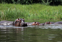 Uganda; Northern Region; Murchison Falls National Park; hippos bathing in the Victoria Nile